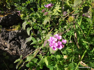 rco Gioeni-08-02-2013 11-18-08